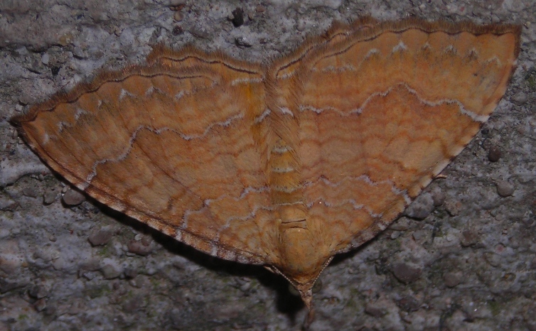 Camptogramma bilineata - variabilità cromatica